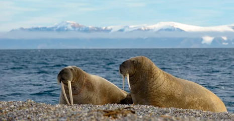 Photo sur Plexiglas Walrus Two walrus on a beach.  Walrus with blue background.  Walrus with mountains.