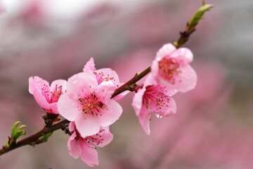 spring peach blossoms pink after rain with water drops on a blurry pink background