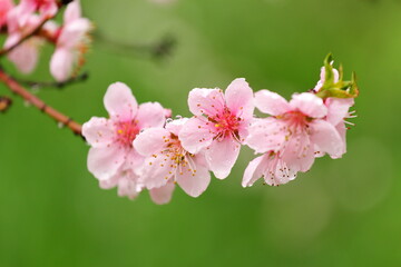 peach blossoms pink after rain with water drops on a blurry green background