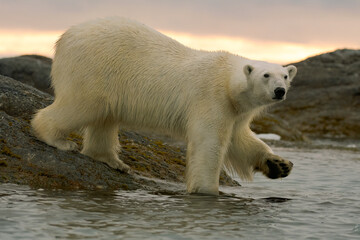 Fototapeta na wymiar A polar bear in Svalbard.Polar bear entering water.