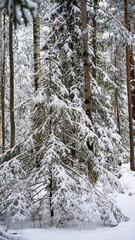 Young spruce covered with snow among the trunks of pines and birches in the winter forest. Winter landscape. The concept of winter walks, activities and the celebration of the new year and Christmas