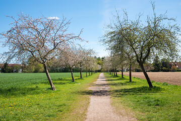alley with apple trees and footpath through