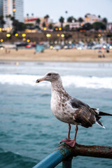 A seagull on the beach of California