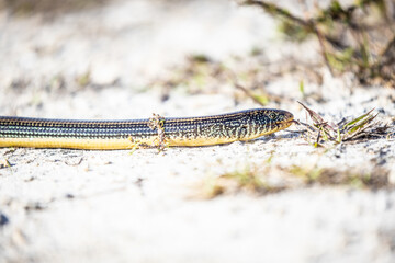 Glass Lizard snake looking animal