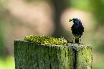 Hausrotschwanz mit Futter Bokeh-Aufnahme 