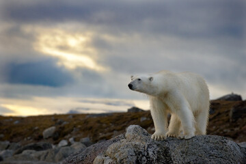 Obraz na płótnie Canvas A polar bear climbs onto a rocky outcrop and stares over his kimgdom in Svalbar in the Arctic