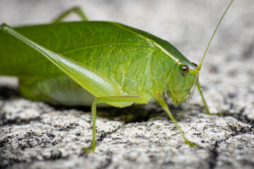 Katydid bush cricket green up close