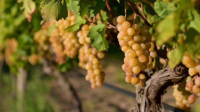 Clusters of ripe grapes in Tuscany vineyard, Italy. Grapes on the vine for making red or white wine. Grape harvest in Italy.