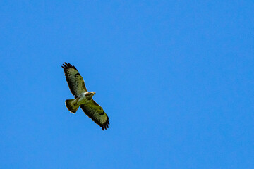 Greifvogel im Flug 