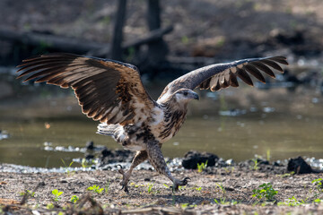 A juvenile African Fish Eagle landing.

An African Fish Eagle.