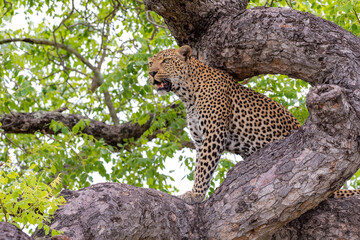 A leopard sits in a tree. A leopard resting in a tree.