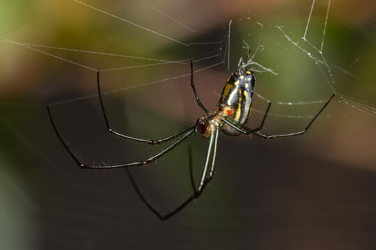 Spider hanging upside down in garden