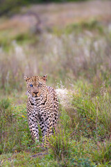 Fototapeta na wymiar A leopard walking. A leopard on the hunt.