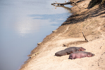 hippopotamus