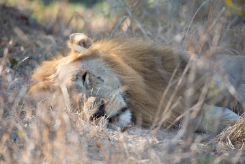 Lion