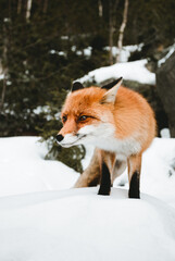 Obraz premium Portrait of beautiful furry fox in snow covered forest, looking and posing to camera. Cute orange fox standing on the hill - wildlife concept.