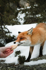 Obraz premium Woman tourist feeding beautiful furry fox in snow covered forest. Cute orange fox with branches of coniferous- wildlife concept.