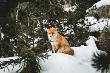 Naklejka premium Portrait of beautiful furry and sleepy fox in snow covered forest, sitting and ejoying moment in fairytale nature. Cute orange fox with branches of coniferous- wildlife concept.