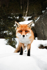 Portrait of beautiful furry fox in snow covered forest, looking and posing to camera. Cute orange fox standing on the hill  - wildlife concept.