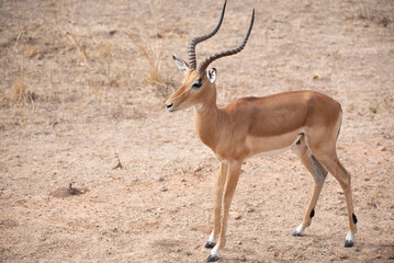 impala