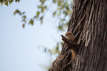 Squirrel 