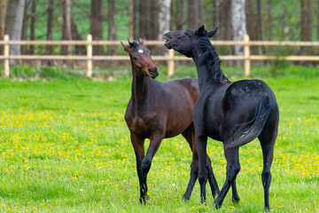 Zwei Pferde streiten sich auf der Weide 