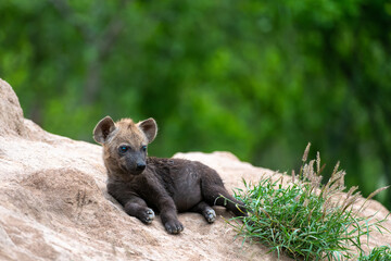 A hyena pup at the den in the Kruger National Park, South Africa. A baby hyena.