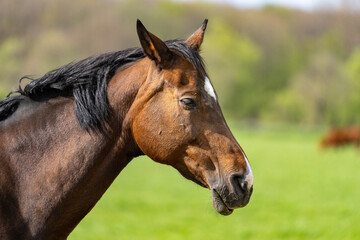 Pferd mit schwarzer Mähne 