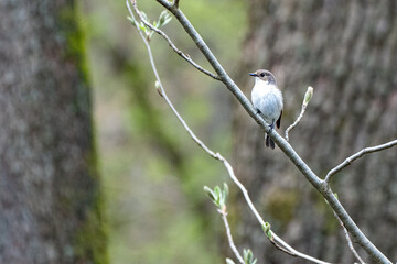 Kleiner Vogel im Baum 