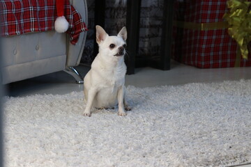 chihuahua dog on the porch