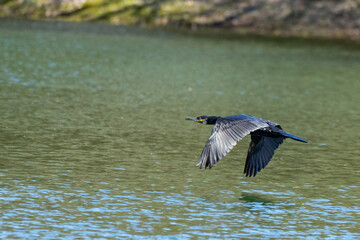 Kormoran fliegt übers Wasser