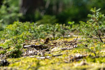 Waldboden im Detail 