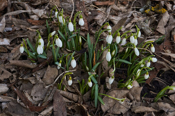 Snowdrops bloom on the lawn in the garden. The snowdrop is a symbol of spring. Snowdrop, or Galanthus (Latin Galanthus), is a genus of perennial herbs of the Amaryllis family (Amaryllidaceae).