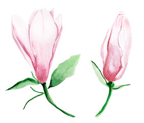 Pastel pink white magnolia watercolor isolated illustration. Template for decorating designs and illustrations.