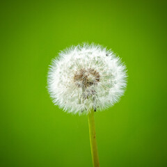 Pusteblume Makro