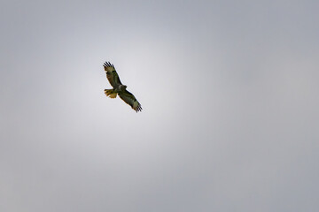 Greifvogel am Himmel  © Brüsertiv