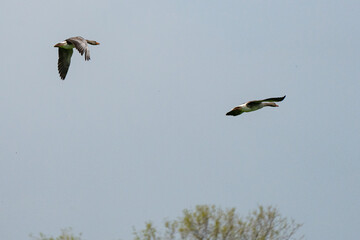 Gänse im Flug 
