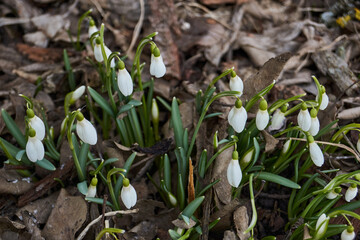 Snowdrops bloom on the lawn in the garden. The snowdrop is a symbol of spring. Snowdrop, or Galanthus (Latin Galanthus), is a genus of perennial herbs of the Amaryllis family (Amaryllidaceae).