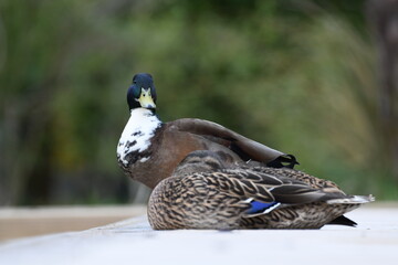 Couple de canards de type colvert 