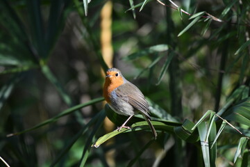 Rouge gorge posé sur une feuille de palmier 