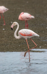 Fototapeta na wymiar Greater Flamingo, Walvis Bay, Namibia