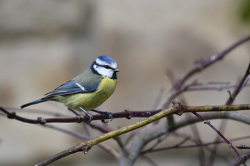 Mésange bleue sur des branches de vigne