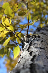 Fototapeta premium Poplar tree with autumn yellow leaves