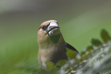 Oiseau gros bec casse noyaux en gros plan