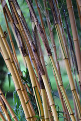 Chaumes de bambous de type phyllostachys