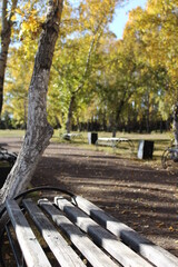 Autumn in poplar park