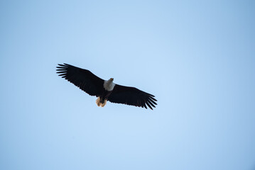 Eagle