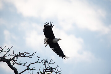 Eagle