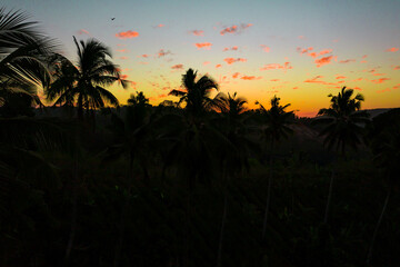 Couché de soleil sous les cocotier