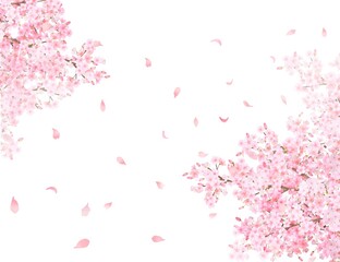 Obraz na płótnie Canvas 美しく華やかな花びら舞い散る春の桜のアーチの白バックフレーム背景素材